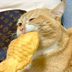 .*_Cry-Cat_*.